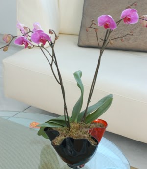  negl hediye sevgilime hediye iek  tek dal ikili orkide saksi iegi