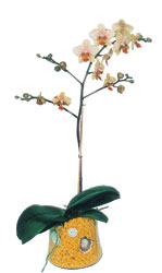  negl yurtii ve yurtd iek siparii  Phalaenopsis Orkide ithal kalite