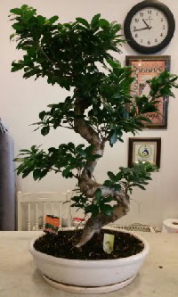 100 cm yksekliinde dev bonsai japon aac  negl iekiler 