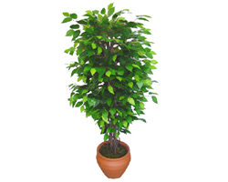 Ficus Benjamin 1,50 cm   negl iek yolla 