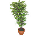 Ficus zel Starlight 1,75 cm   negl online ieki , iek siparii 