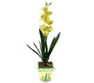 zel Yapay Orkide Sari  negl internetten iek sat 