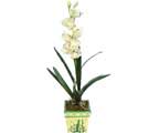 zel Yapay Orkide Beyaz   negl iek siparii sitesi 