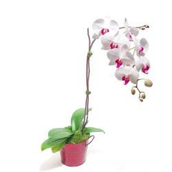  negl online iek gnderme sipari  Saksida orkide