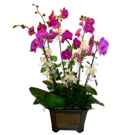  negl online ieki , iek siparii  4 adet orkide iegi