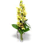  negl iekiler  cam vazo ierisinde tek dal canli orkide