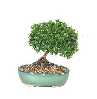 ithal bonsai saksi iegi  negl iek yolla , iek gnder , ieki  