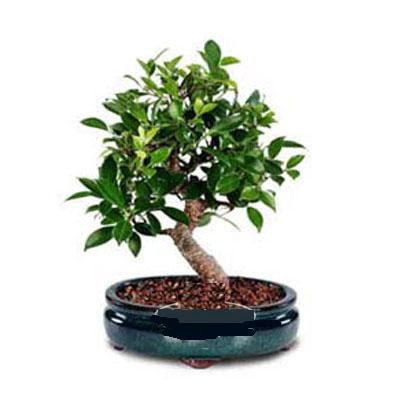 ithal bonsai saksi iegi  negl iek online iek siparii 