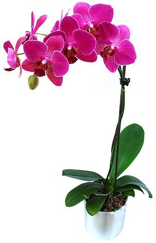  negl hediye sevgilime hediye iek  saksi orkide iegi