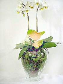  negl cicekciler , cicek siparisi  Cam yada mika vazoda zel orkideler