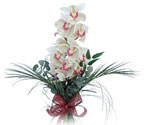  negl iek online iek siparii  Dal orkide ithal iyi kalite