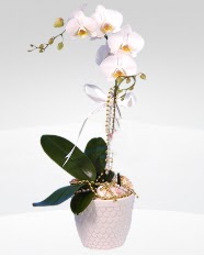 1 dall orkide saks iei  negl iek siparii sitesi 