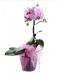 1 dal pembe orkide saks iei  negl ucuz iek gnder 