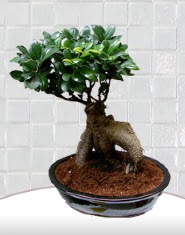 saks iei japon aac bonsai  negl ucuz iek gnder 