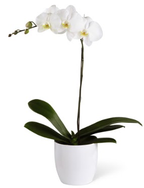 1 dall beyaz orkide  negl iek gnderme sitemiz gvenlidir 