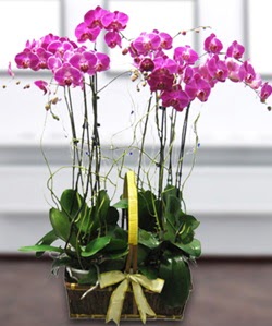 4 dall mor orkide  negl hediye iek yolla 