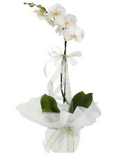 1 dal beyaz orkide iei  negl gvenli kaliteli hzl iek 