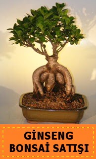 Ginseng bonsai sat japon aac  negl online ieki , iek siparii 