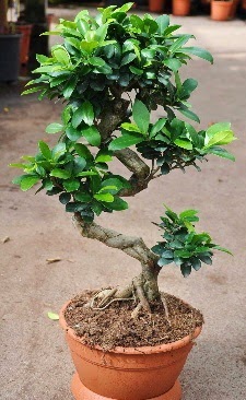 Orta boy bonsai saks bitkisi  negl kaliteli taze ve ucuz iekler 