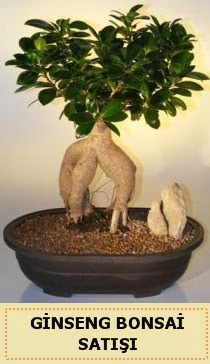 thal Ginseng bonsai sat japon aac  negl iek online iek siparii 