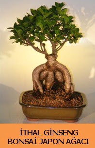thal japon aac ginseng bonsai sat  negl iekiler 