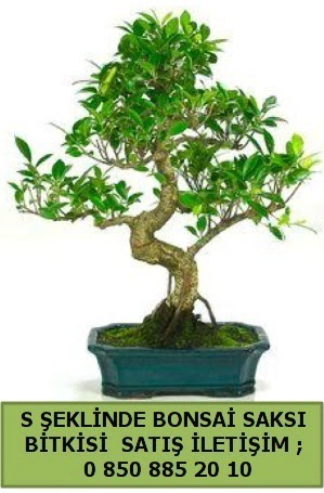 thal S eklinde dal erilii bonsai sat  negl online iek gnderme sipari 