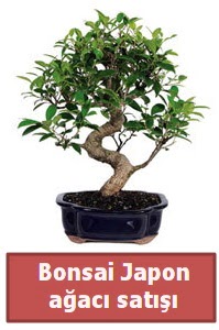 Japon aac bonsai sat  negl iek online iek siparii 
