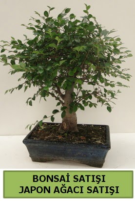Minyatr bonsai japon aac sat  negl internetten iek siparii 