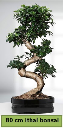 80 cm zel saksda bonsai bitkisi  negl cicek , cicekci 