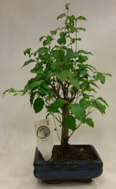 Minyatr bonsai japon aac sat  negl cicek , cicekci 
