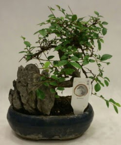 thal 1.ci kalite bonsai japon aac  negl cicekciler , cicek siparisi 
