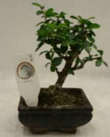Kk minyatr bonsai japon aac  negl online iek gnderme sipari 