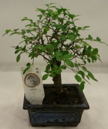 Minyatr ithal japon aac bonsai bitkisi  negl cicekciler , cicek siparisi 