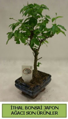 thal bonsai japon aac bitkisi  negl iek gnderme 