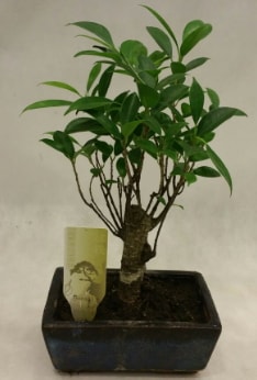 Japon aac bonsai bitkisi sat  negl cicek , cicekci 