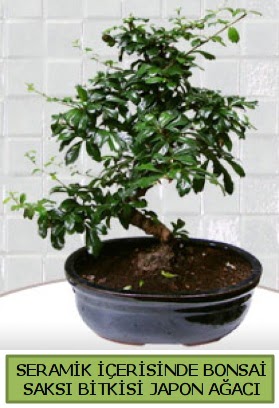 Seramik vazoda bonsai japon aac bitkisi  negl iek online iek siparii 