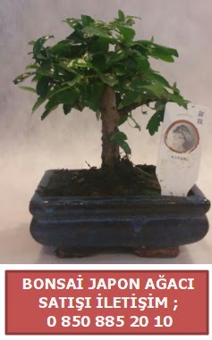 Japon aac minyar bonsai sat  negl cicekciler , cicek siparisi 