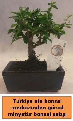 Japon aac bonsai sat ithal grsel  negl iek siparii vermek 