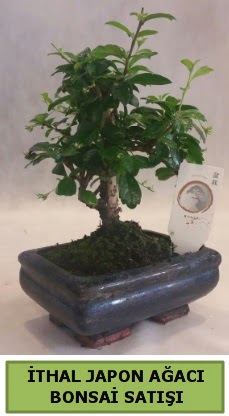 thal japon aac bonsai bitkisi sat  negl cicek , cicekci 