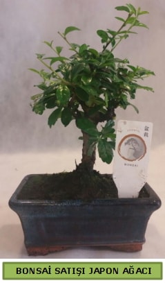 Minyatr bonsai aac sat  negl online iek gnderme sipari 