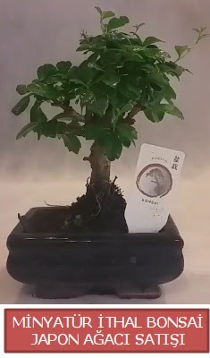 Kk grsel bonsai japon aac bitkisi  negl uluslararas iek gnderme 