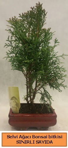 Selvi aac bonsai japon aac bitkisi  negl cicekciler , cicek siparisi 