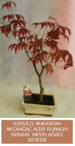 Amerikan akaaa Acer Rubrum bonsai  negl nternetten iek siparii 
