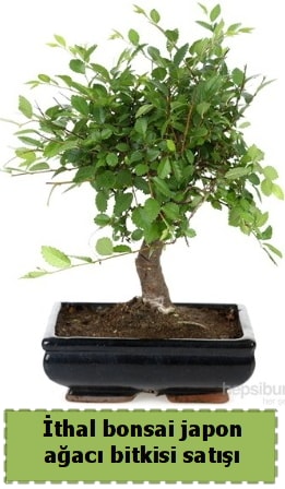 thal bonsai saks iei Japon aac sat  negl iekiler 