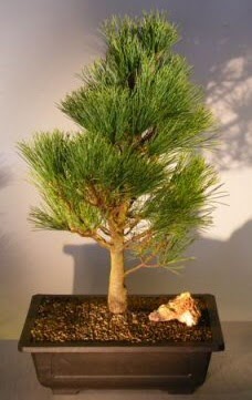 am aac japon aac bitkisi bonsai  negl cicek , cicekci 