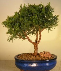 Servi am bonsai japon aac bitkisi  negl iek siparii vermek 