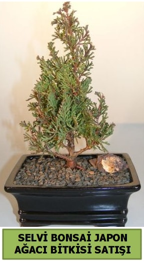 Selvi am japon aac bitkisi bonsai  negl cicek , cicekci 