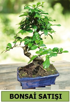 am bonsai japon aac sat  negl cicekciler , cicek siparisi 