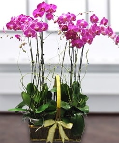 7 dall mor lila orkide  negl internetten iek siparii 