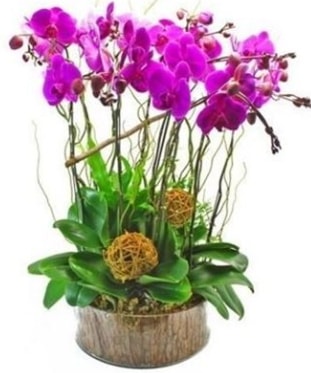 Ahap ktkte lila mor orkide 8 li  negl iek servisi , ieki adresleri 